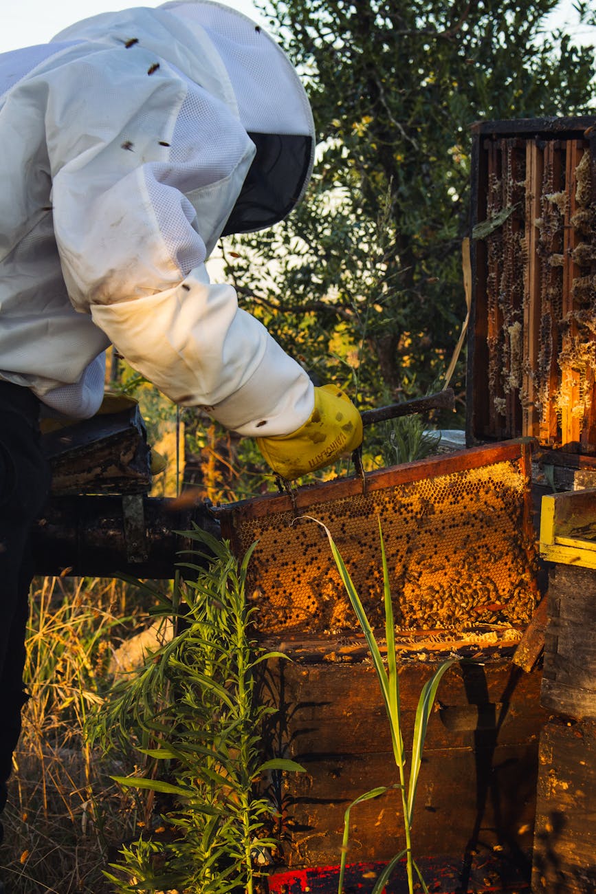 Honigernte in der Wachau